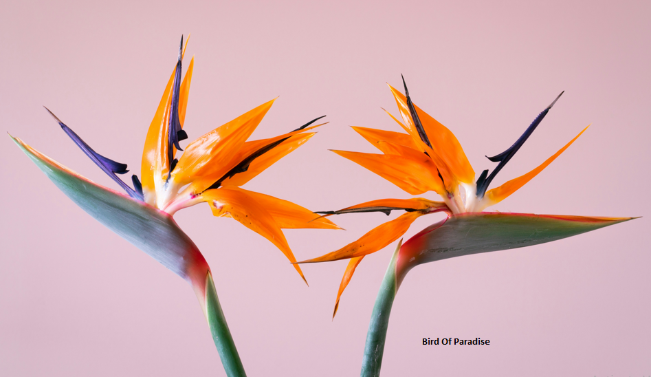 Bird of Paradise Flower