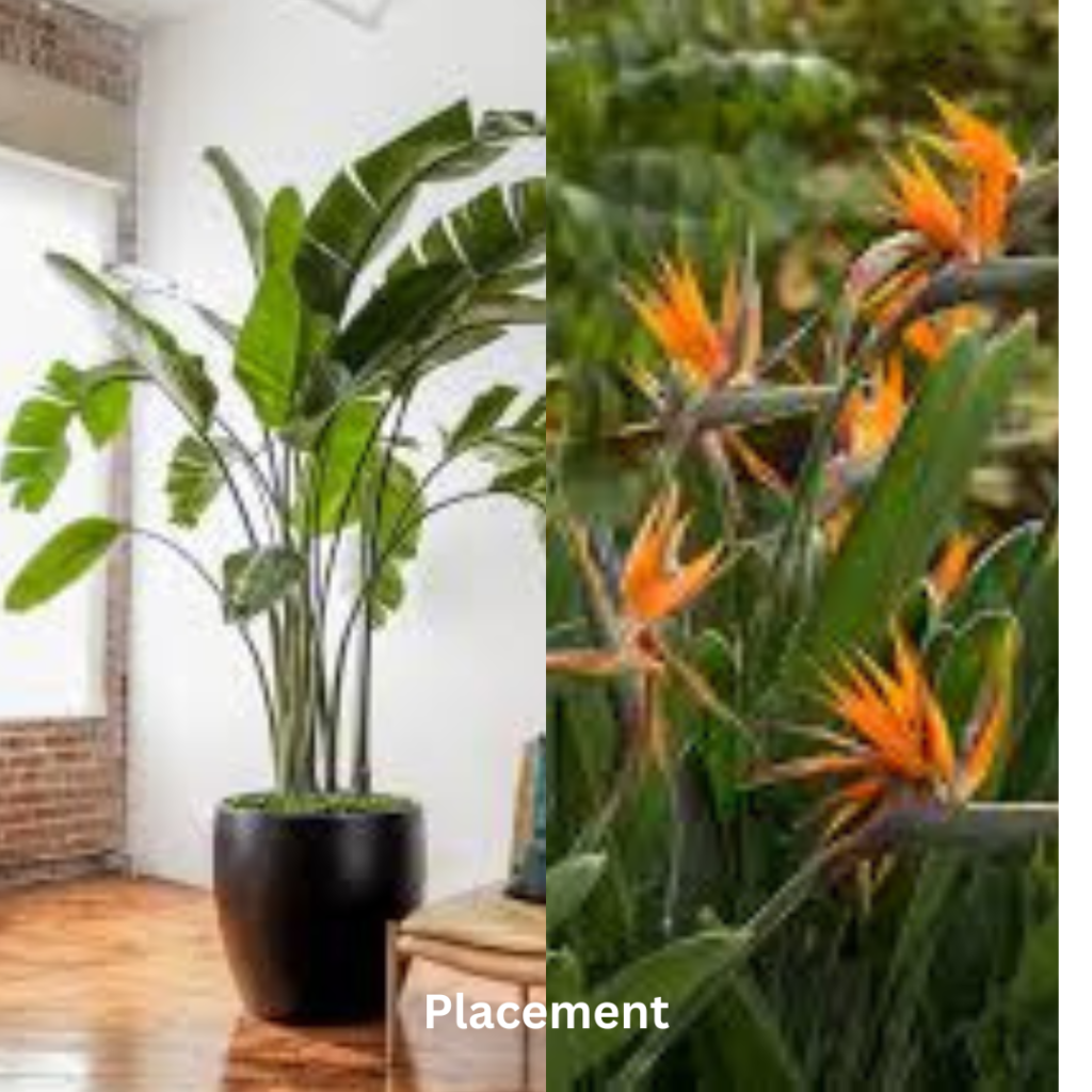 Indoor and outdoor placement of Bird of Paradise plants