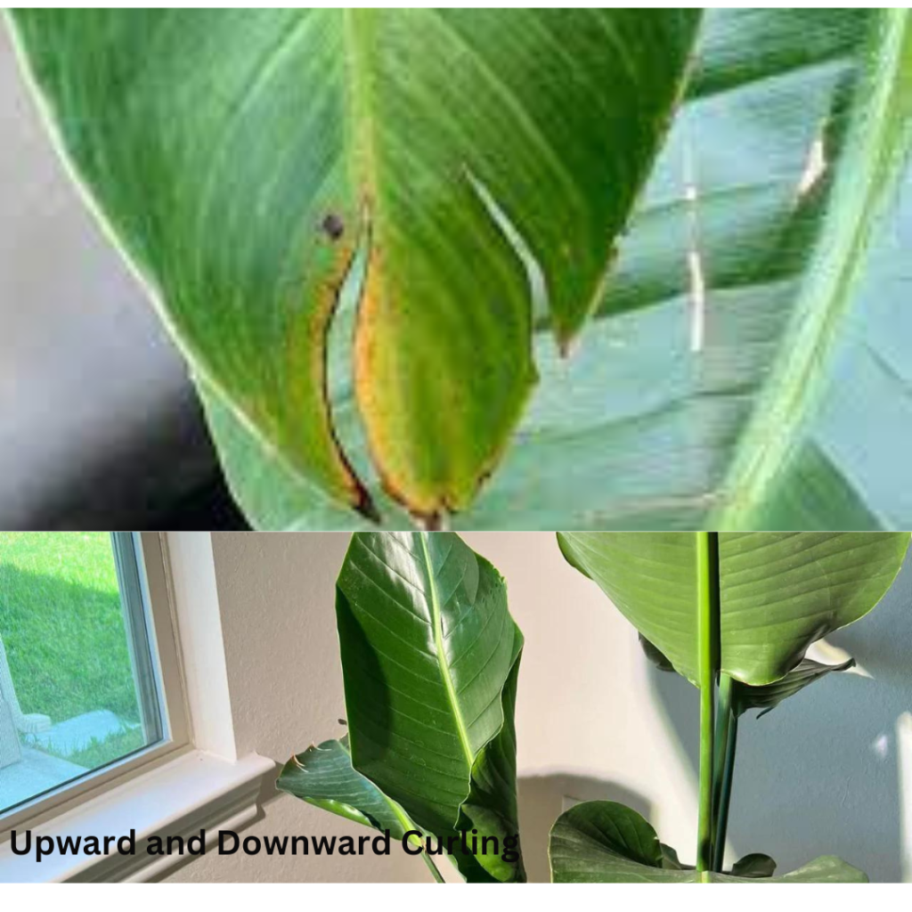 Upward And Downward Curling of Bird of Paradise leaves