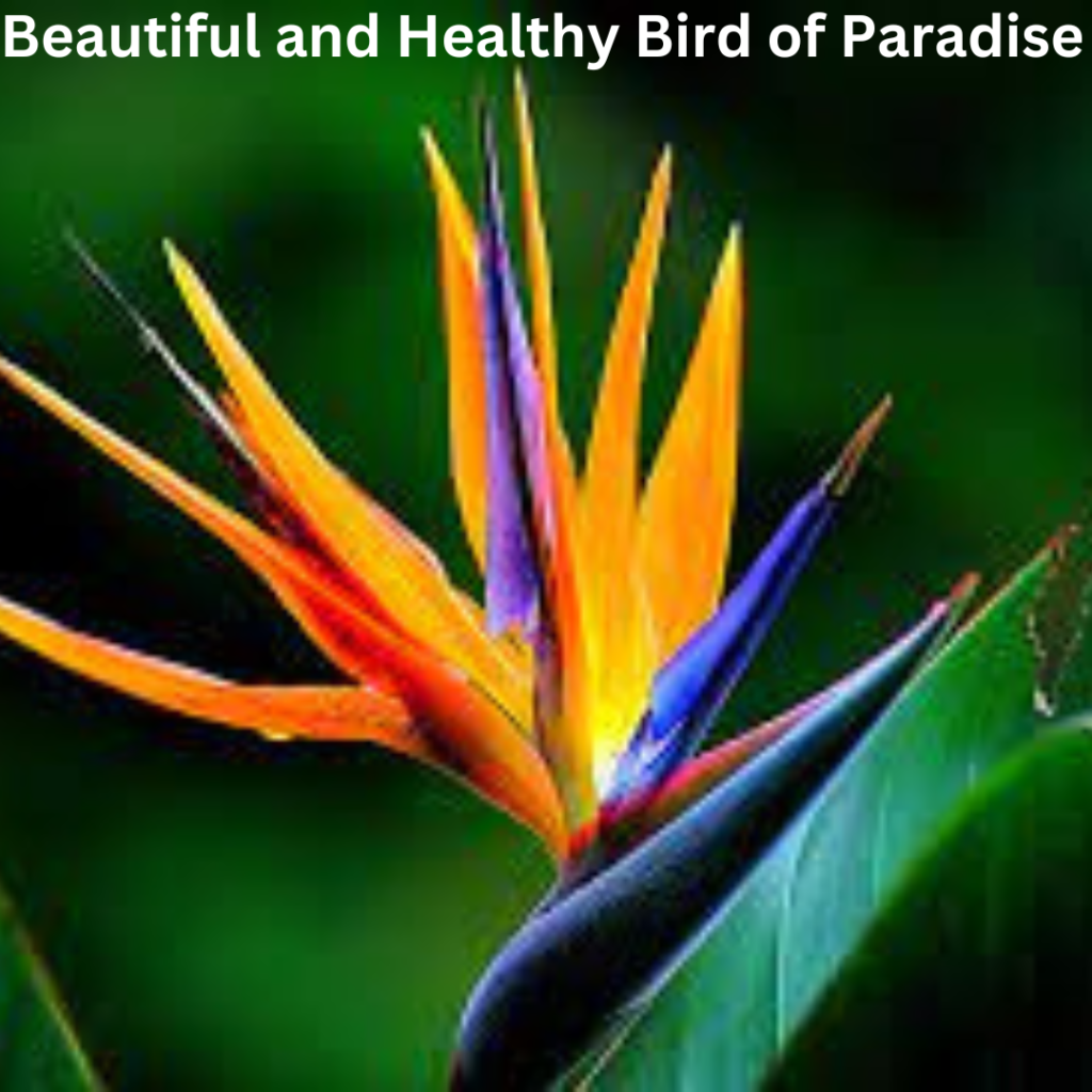 Bird of Paradise flower