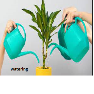 Watering Bird of Paradise Plants