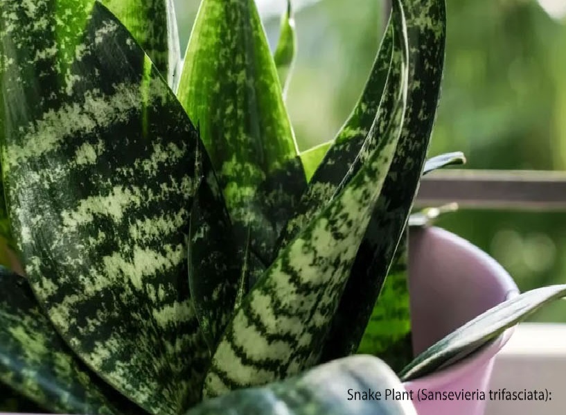 Snake Plant (Sansevieria trifasciata) plant that look like marijuana