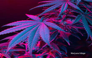 Plants that look like marijuana Marijuana foliage