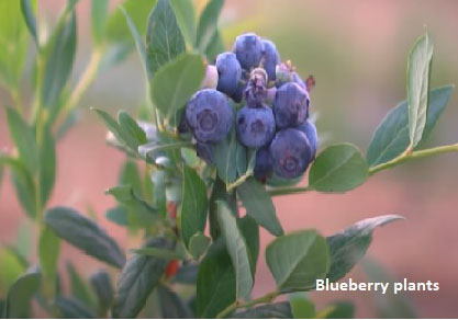 companion plants for blueberries