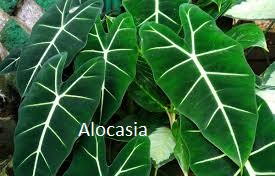 Alocasia (Alocasia spp)
marijuana deficiencies
marijuana plant deficiencies
Marijuana leaf deficiencies
Marijuana plant deficiency chart