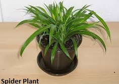 Spider Plant (Chlorophytum comosum)
plants that look like marijuana plants