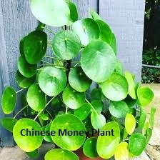 Chinese Money Plant (Pilea peperomioides):
House plants that look like marijuana