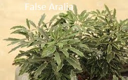 False Aralia (Schefflera elegantissima)
plants that look like marijuana
plant that looks like marijuana
House plants that look like marijuana
plants that look like marijuana plants
marijuana deficiencies
marijuana plant deficiencies
Marijuana leaf deficiencies
Marijuana plant deficiency chart