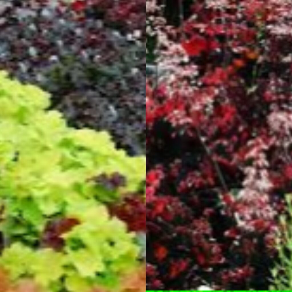 Partials shade Coral Bells (Heuchera spp.) flowers
Beautiful flowers