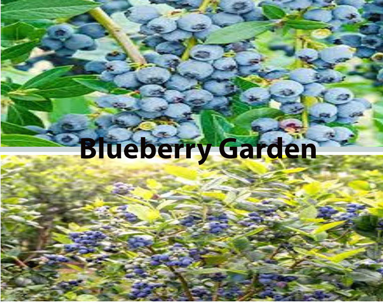 It is a stunning and beautiful blueberry garden