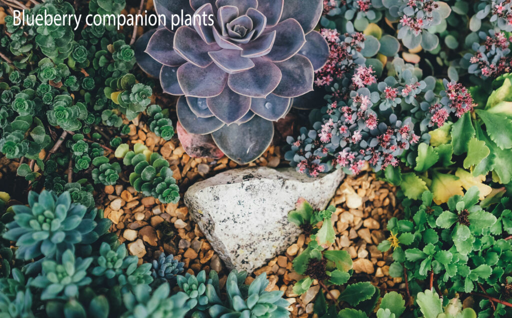 blueberry companion plants
companion plants for blueberries
