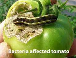 Bacteria affected tomato plan
tomato plant leaves turning brown