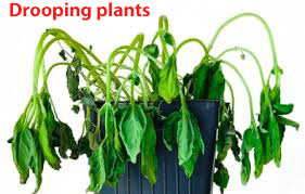 Drooping plants
an affected plant
