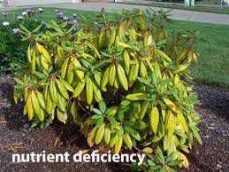 Drooping plants
nutrient deficiency
