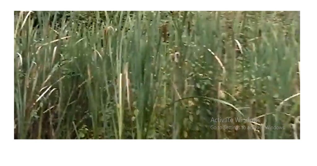 Cattail
Cattails
Corn dog plants