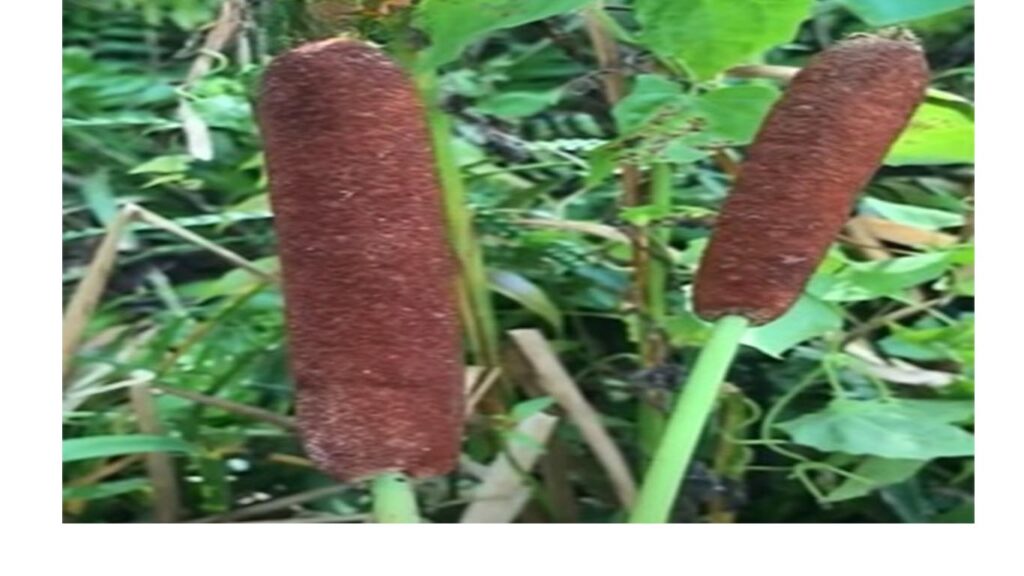 natures corn dog plant
corn dog looking plant