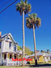 Palm Trees In South Carolina
Sabal Palm Tree in South Carolina
palm tree removal cost