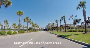 palm trees in south carolina
palm tree trimming cost
how much does a palm tree cost