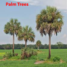 palm trees in south carolina palm tree cost how much does a palm tree cost