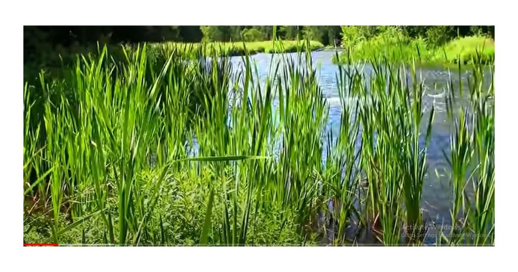 water corn dogs plant
plants that look like corndogs
