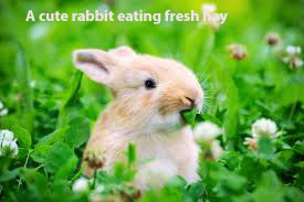 can rabbits have bell pepper seeds
can rabbits have peppers
peppers for rabbits
rabbits eat peppers