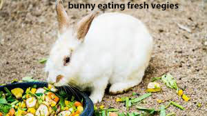 can rabbits eat bell peppers
can rabbits eat peppers
can rabbits eat pepper leaves