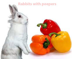 can rabbits eat peppers can bunnies eat peppers can rabbits eat bell peppers