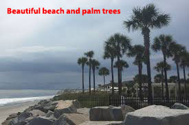 how much does a palm tree cost
palm tree maintenance
palm trees in south carolina