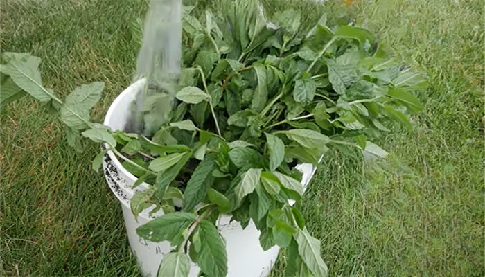 how often water mint in pot