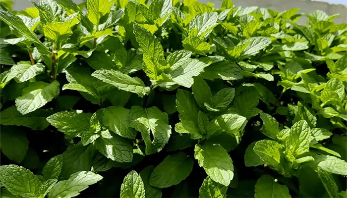 how often to water peppermint 
How often to water coriander