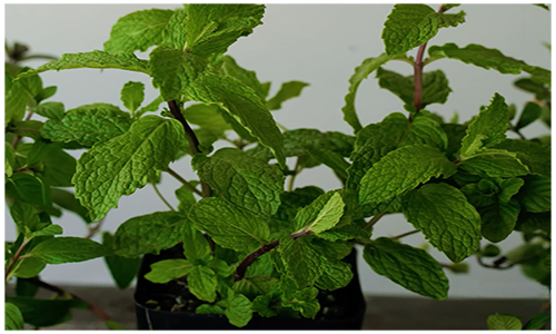 How often to water mint