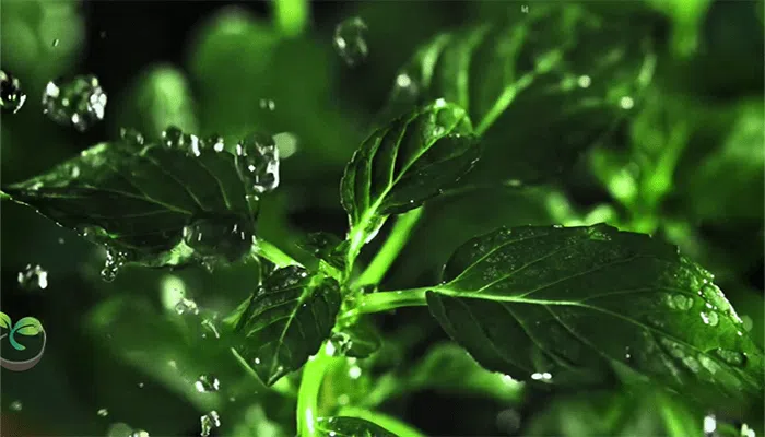 how much water does a peppermint plant need
how often do mint plants need watering