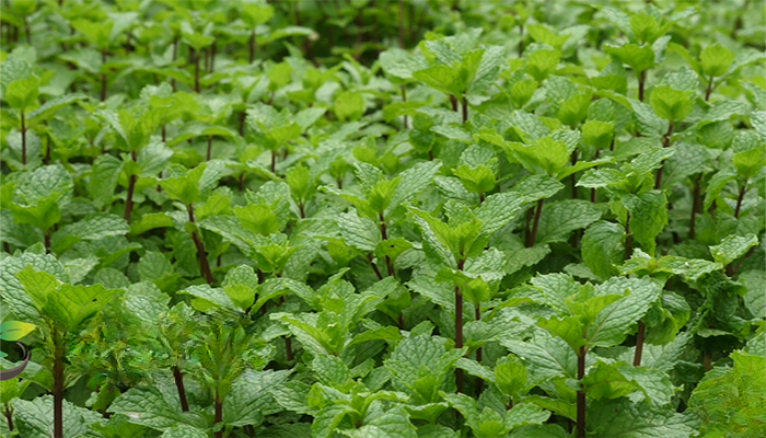 how often should you water mint