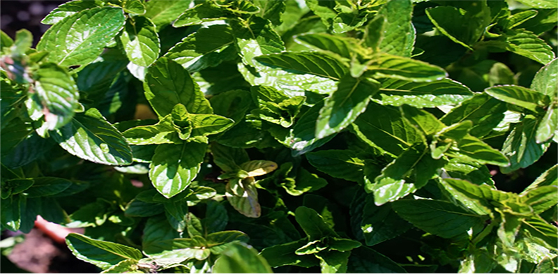 How often to water mint