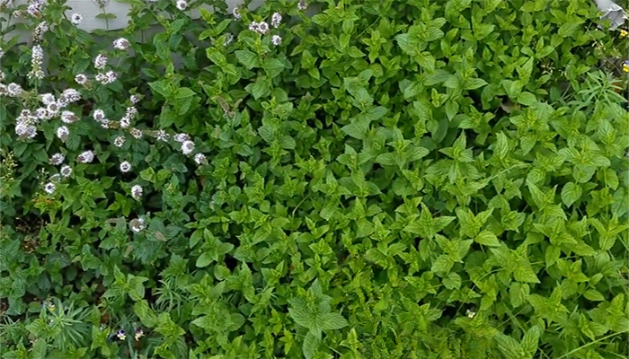 how often should i water mint