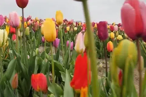 Tulip flowers