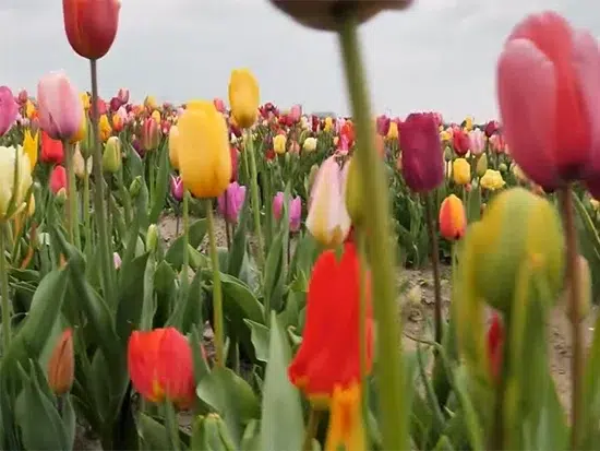Tulip flowers