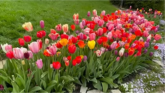 how long do tulips last