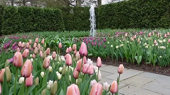 how to keep tulips alive longer