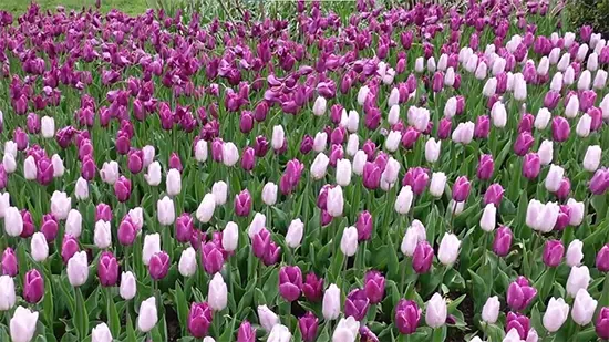 how long do tulips last in soil