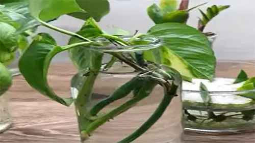 pothos brown spots